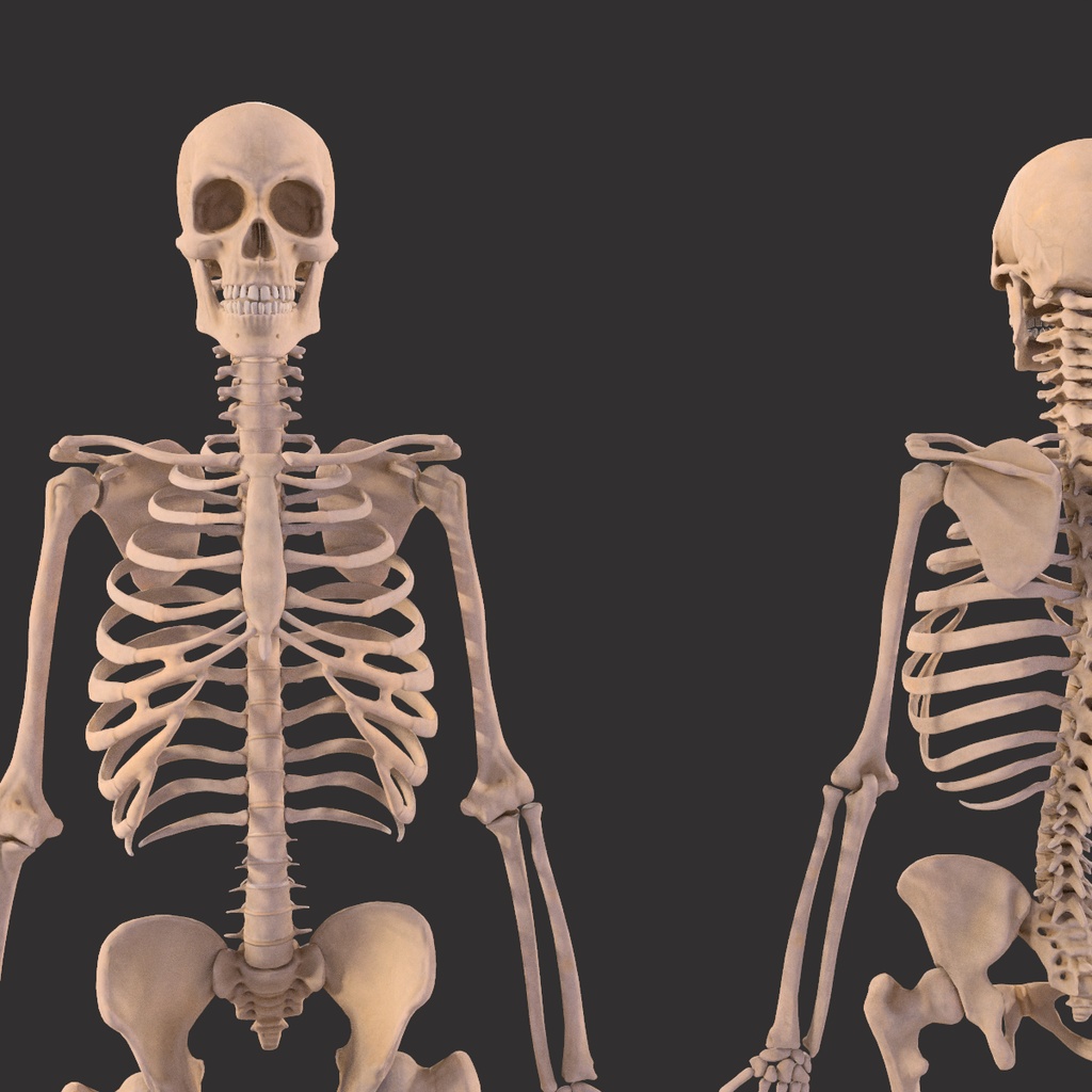 Human Male Skeleton Bones Anatomy