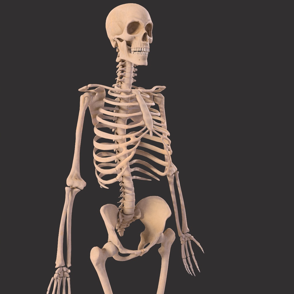 Human Male Skeleton Bones Anatomy