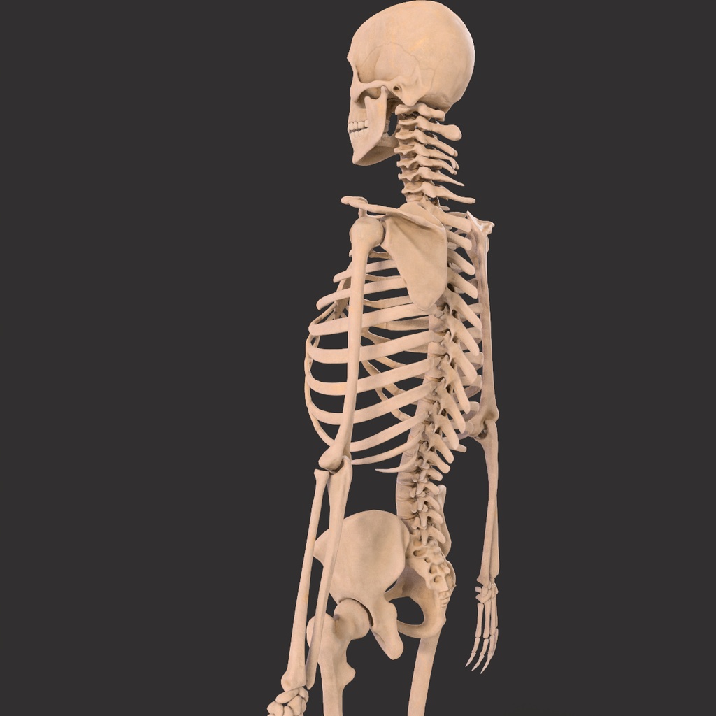 Human Male Skeleton Bones Anatomy