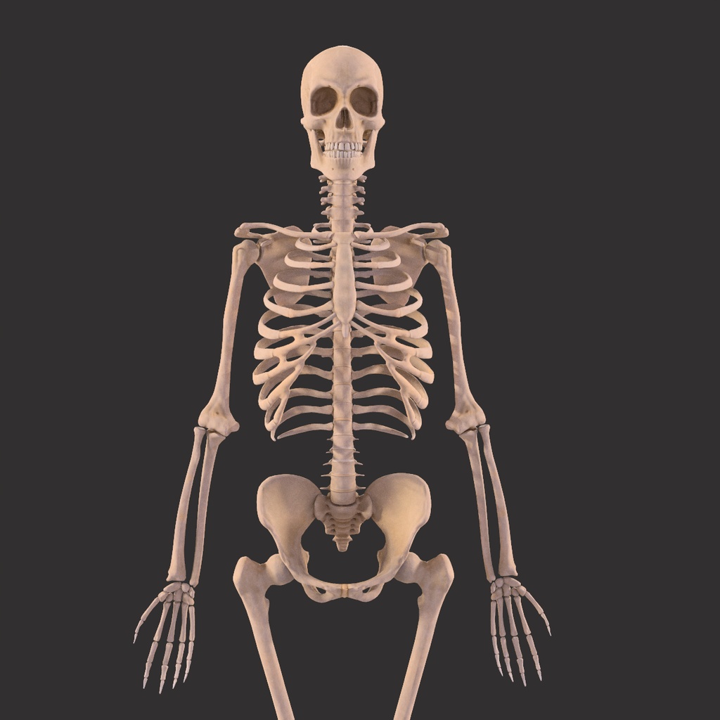 Human Male Skeleton Bones Anatomy
