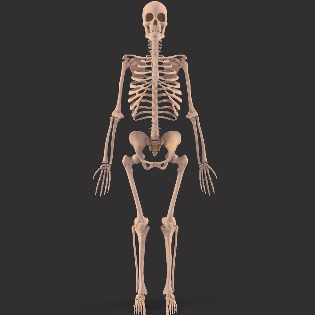 Human Male Skeleton Bones Anatomy
