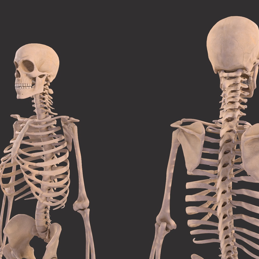 Human Male Skeleton Bones Anatomy