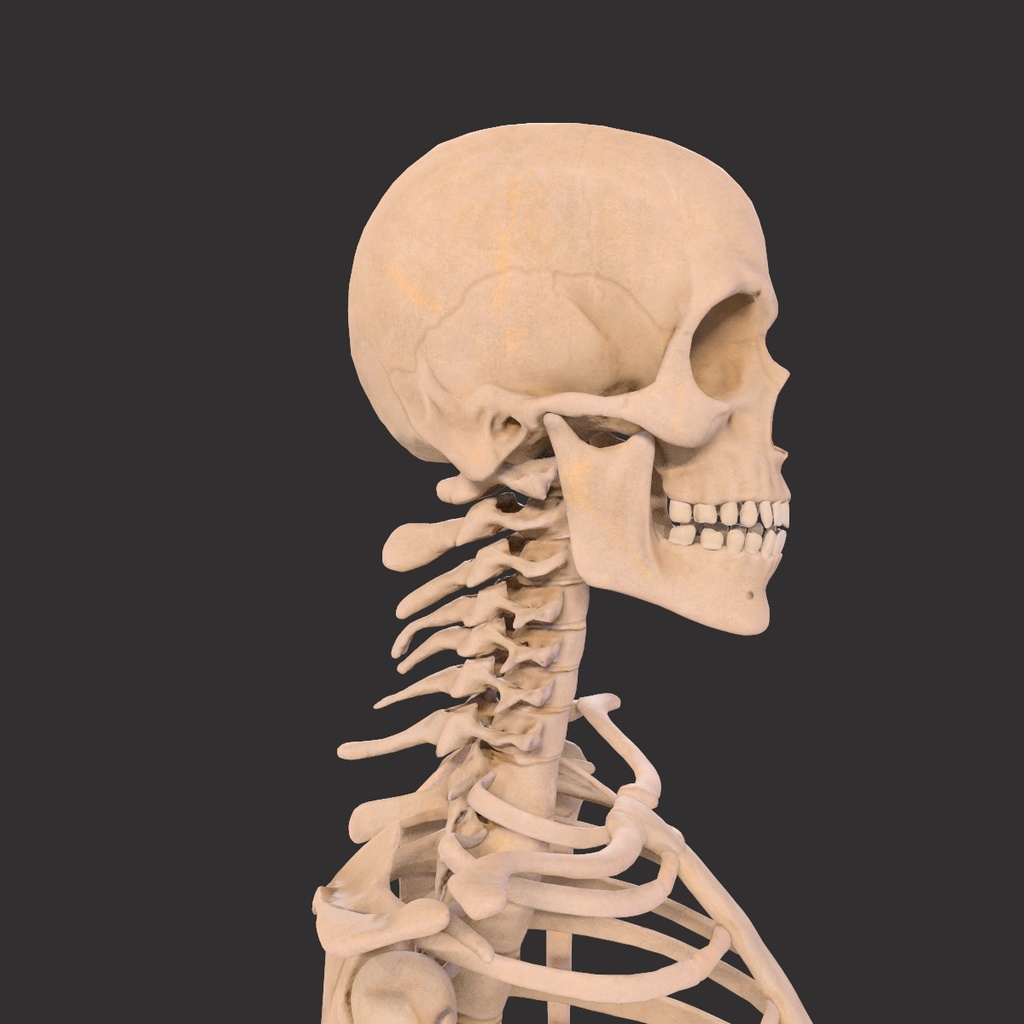 Human Male Skeleton Bones Anatomy