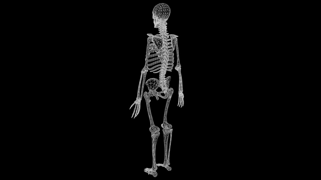 Human Male Skeleton Bones Anatomy