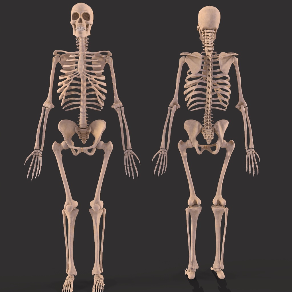 Human Male Skeleton Bones Anatomy