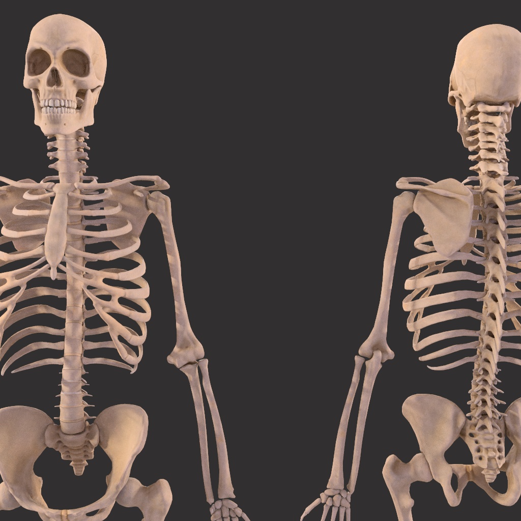 Human Male Skeleton Bones Anatomy