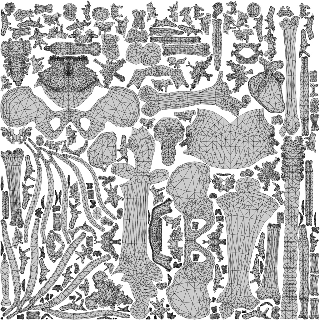 Human Male Skeleton Bones Anatomy