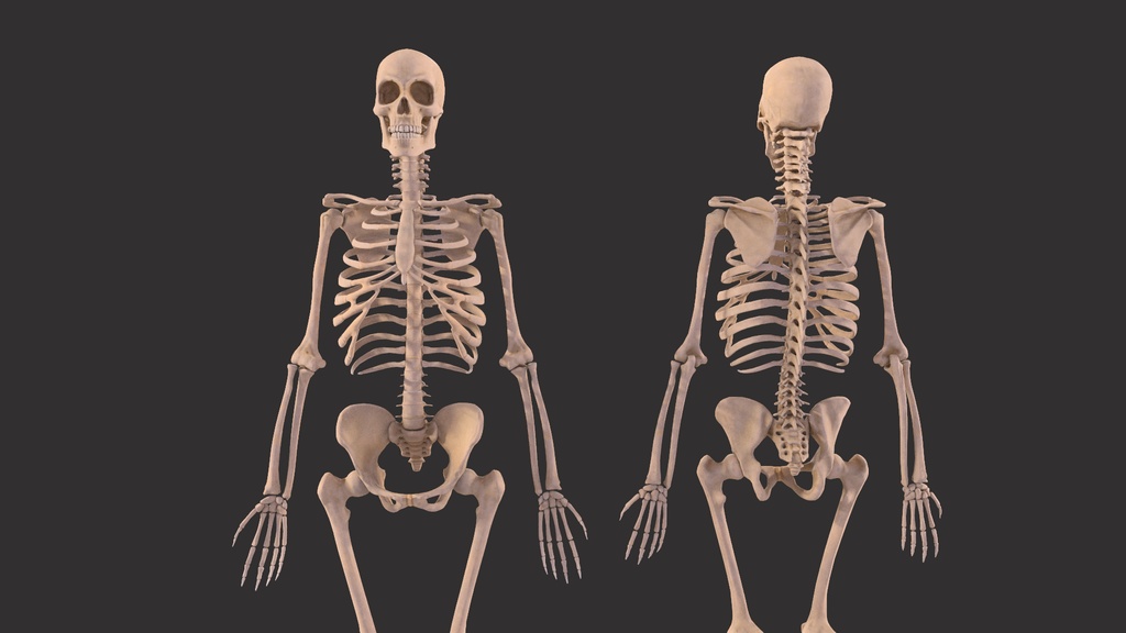 Human Male Skeleton Bones Anatomy