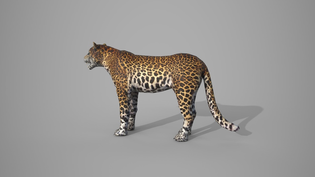 Wild Life Animals Collection