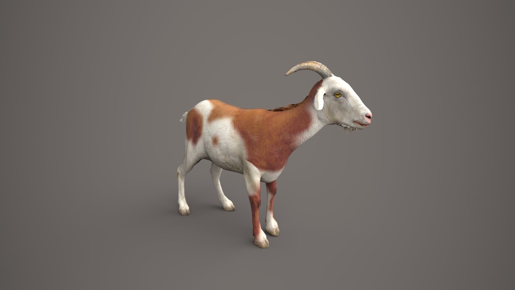 Wild Life Animals Collection