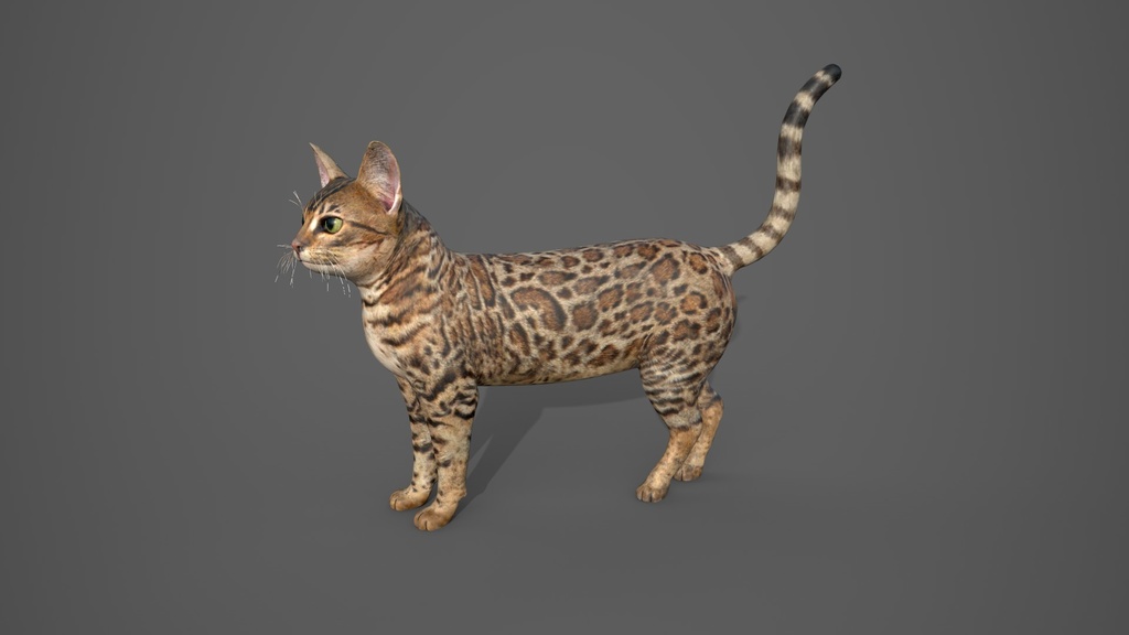 Wild Life Animals Collection