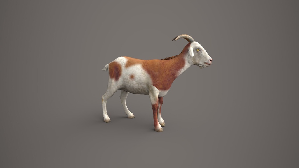 Wildlife Animal Pack