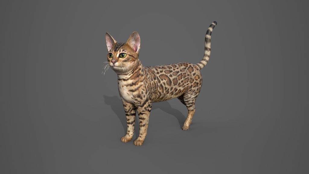 Wildlife Animal Pack