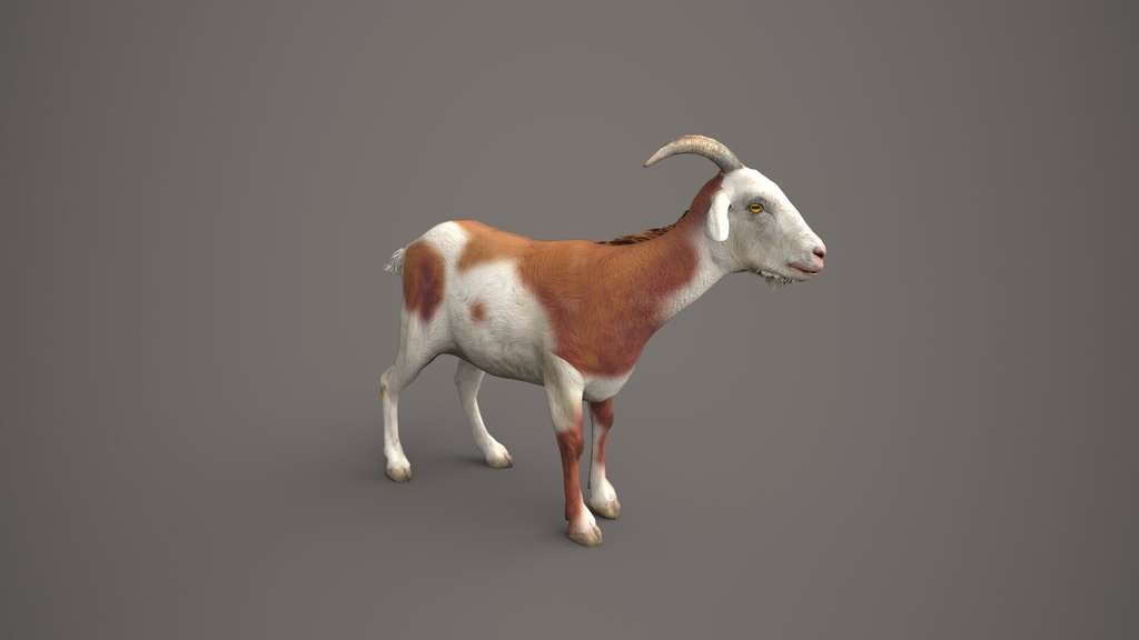 Wildlife Animal Pack