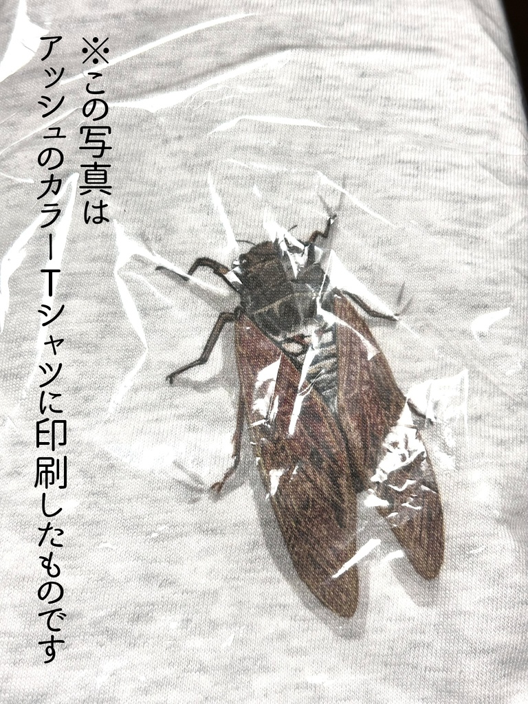 セミとまってるよTシャツ_胸~腹(Semi)