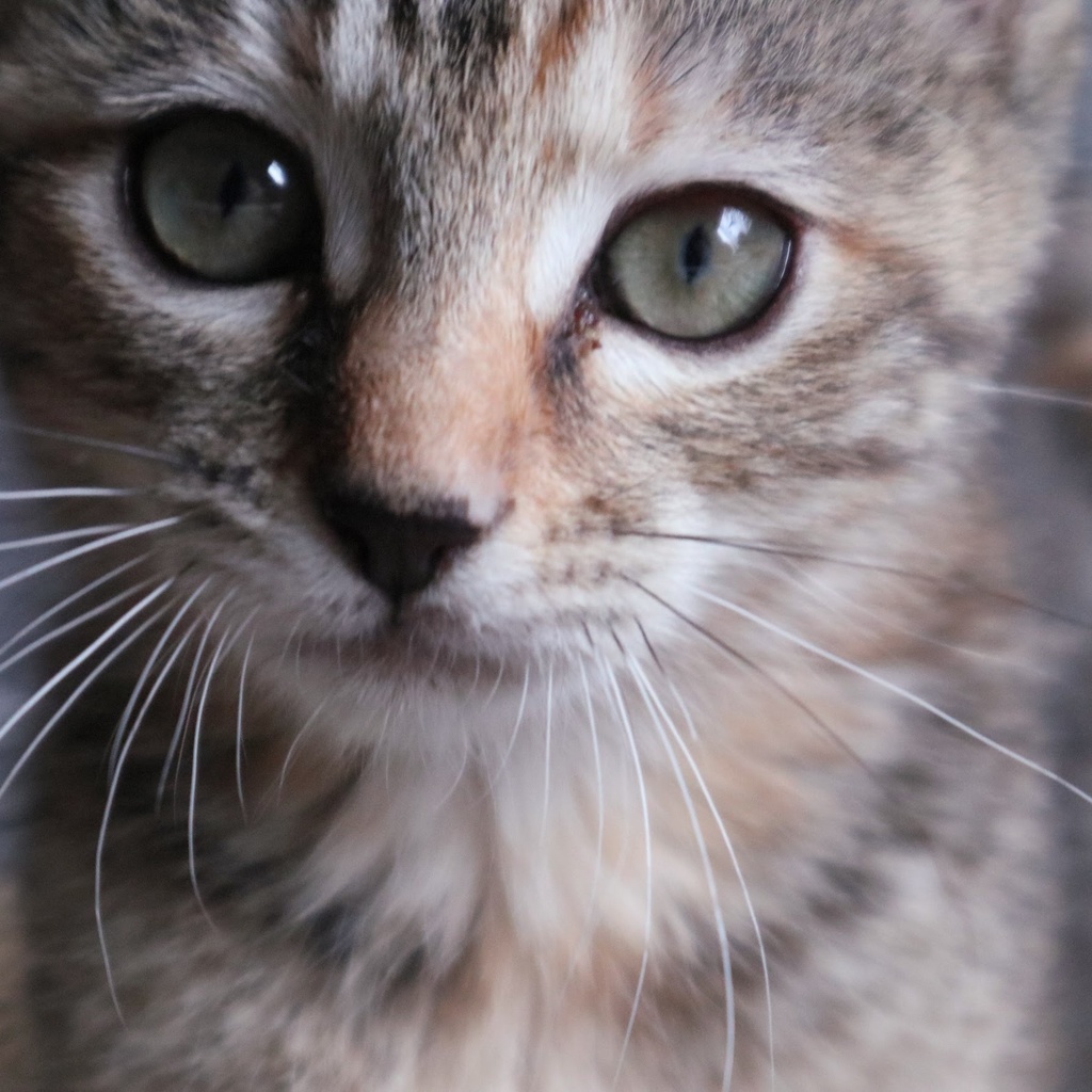 『ちぇきら写真集 0歳 Chekira!』