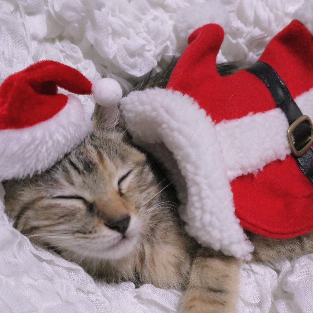 『ちぇきら写真集 0歳 Chekira!』