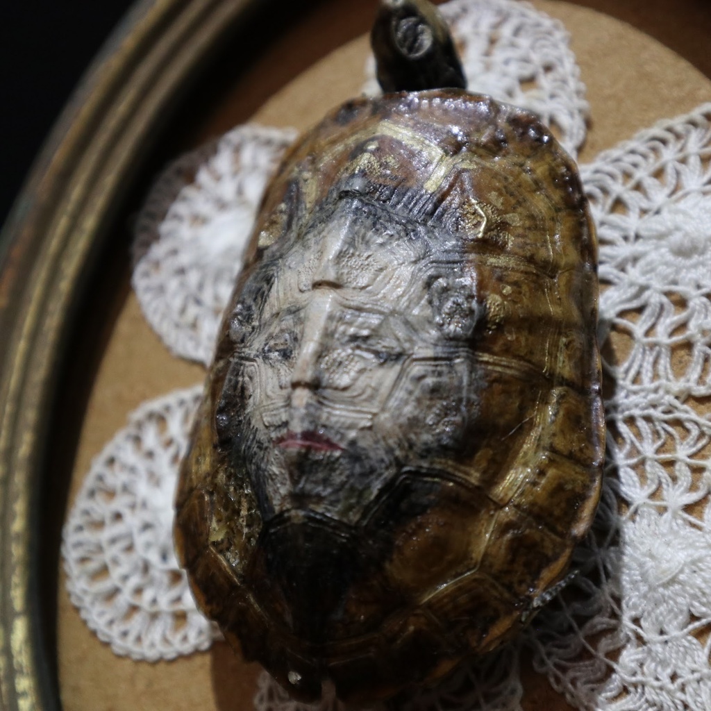 《マンディリオン・タートル》 / 由良瓏砂