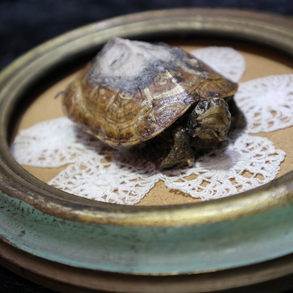 《マンディリオン・タートル》 / 由良瓏砂