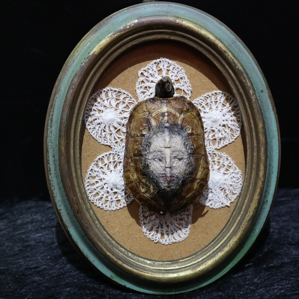 《マンディリオン・タートル》 / 由良瓏砂