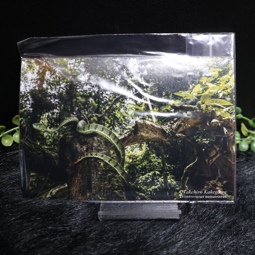 ハガキサイズ 爬虫類写真セット / メカトナカイ(懸川岳大)