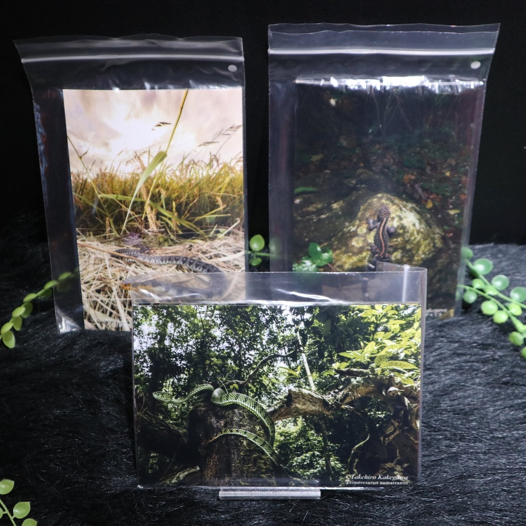 ハガキサイズ 爬虫類写真セット / メカトナカイ(懸川岳大)