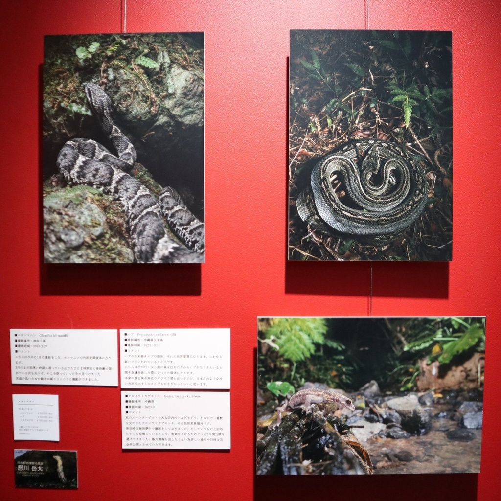 A4サイズ 爬虫類写真パネル / メカトナカイ(懸川岳大)