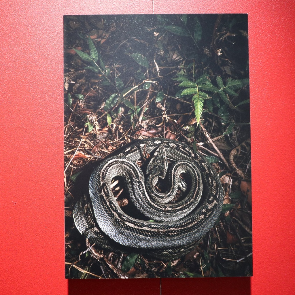 A4サイズ 爬虫類写真パネル / メカトナカイ(懸川岳大)