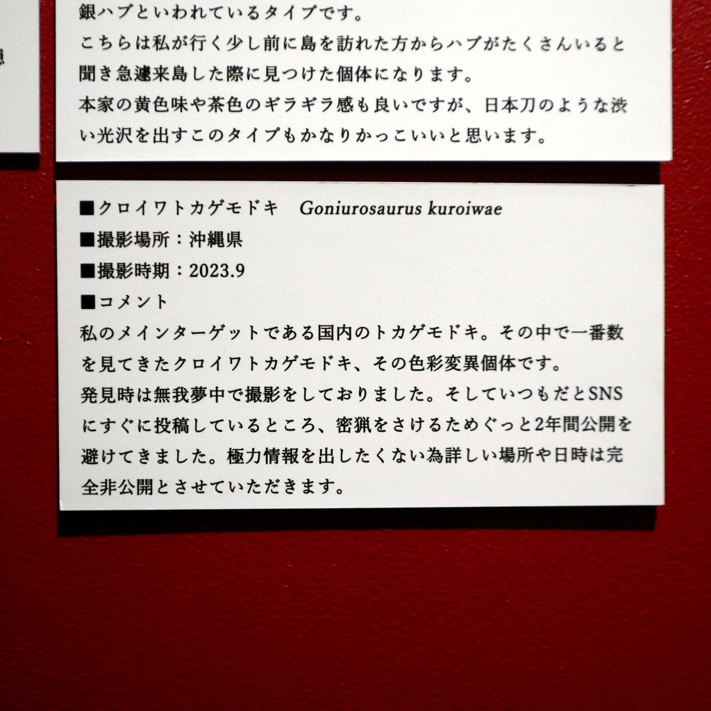 A4サイズ 爬虫類写真パネル / メカトナカイ(懸川岳大)