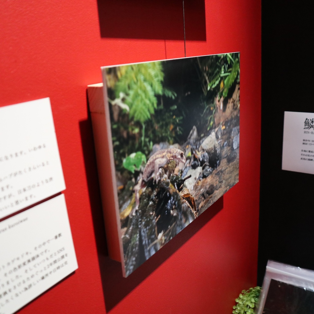 A4サイズ 爬虫類写真パネル / メカトナカイ(懸川岳大)