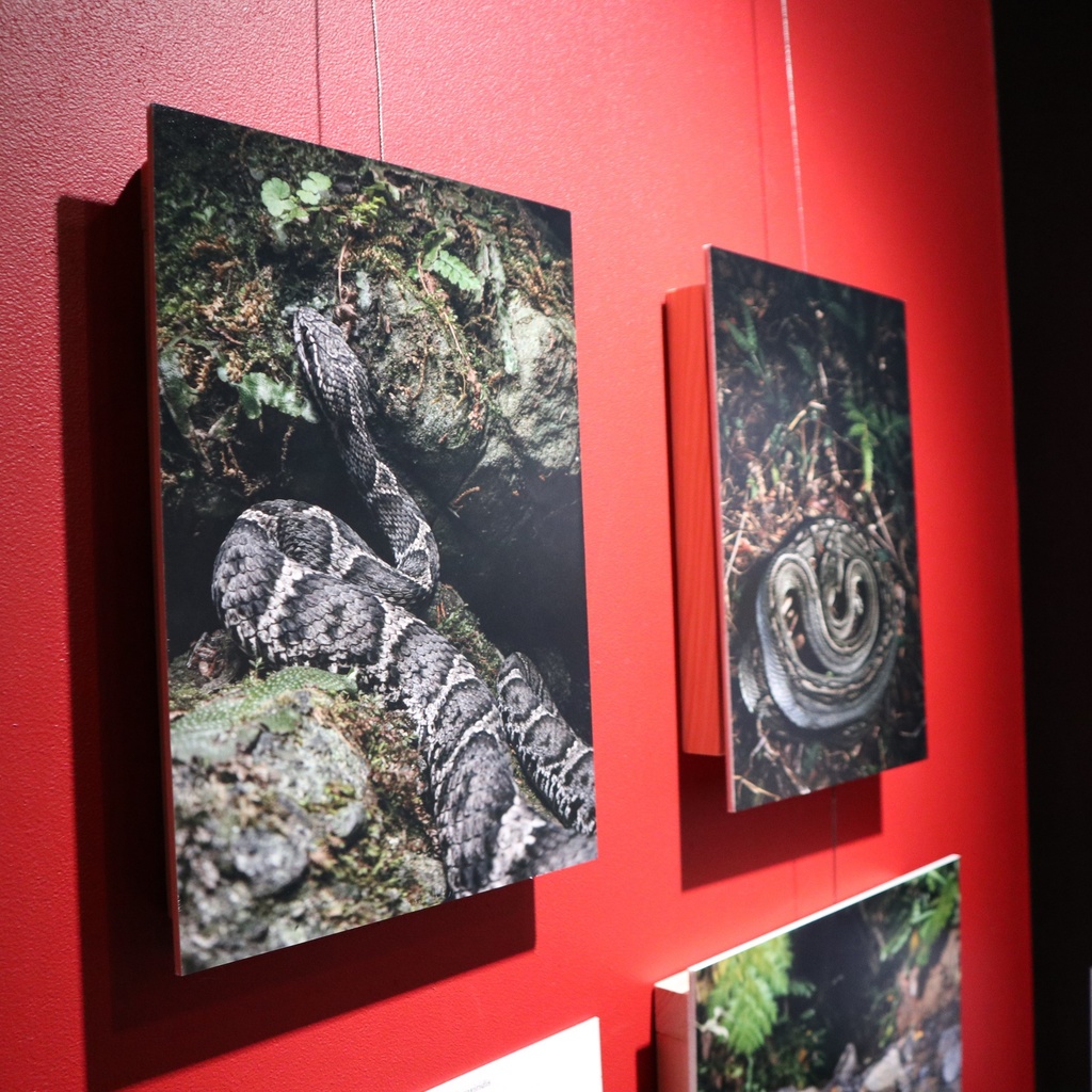 A4サイズ 爬虫類写真パネル / メカトナカイ(懸川岳大)