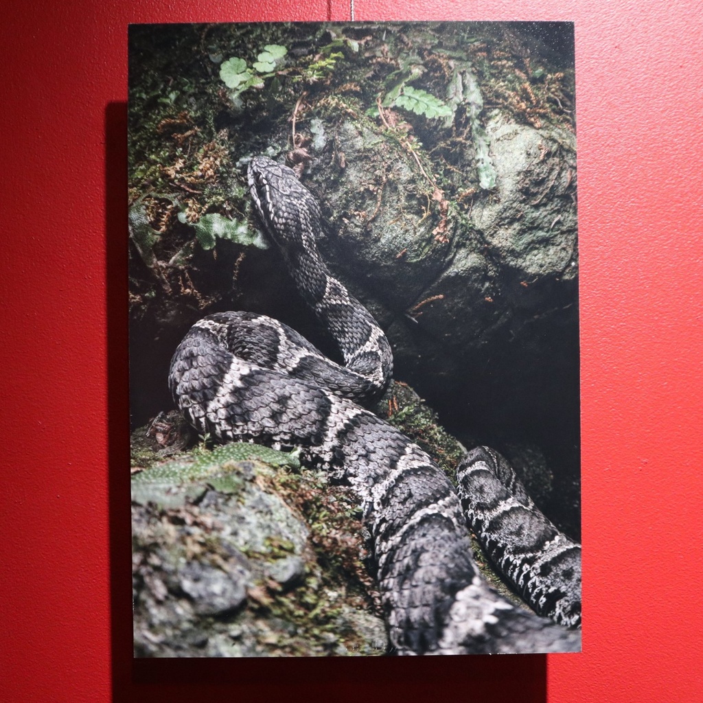 A4サイズ 爬虫類写真パネル / メカトナカイ(懸川岳大)