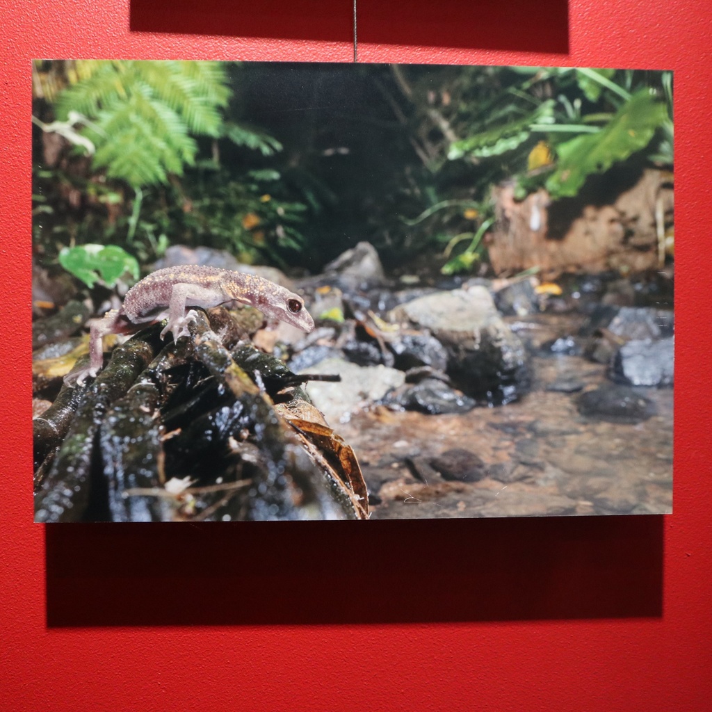 A4サイズ 爬虫類写真パネル / メカトナカイ(懸川岳大)