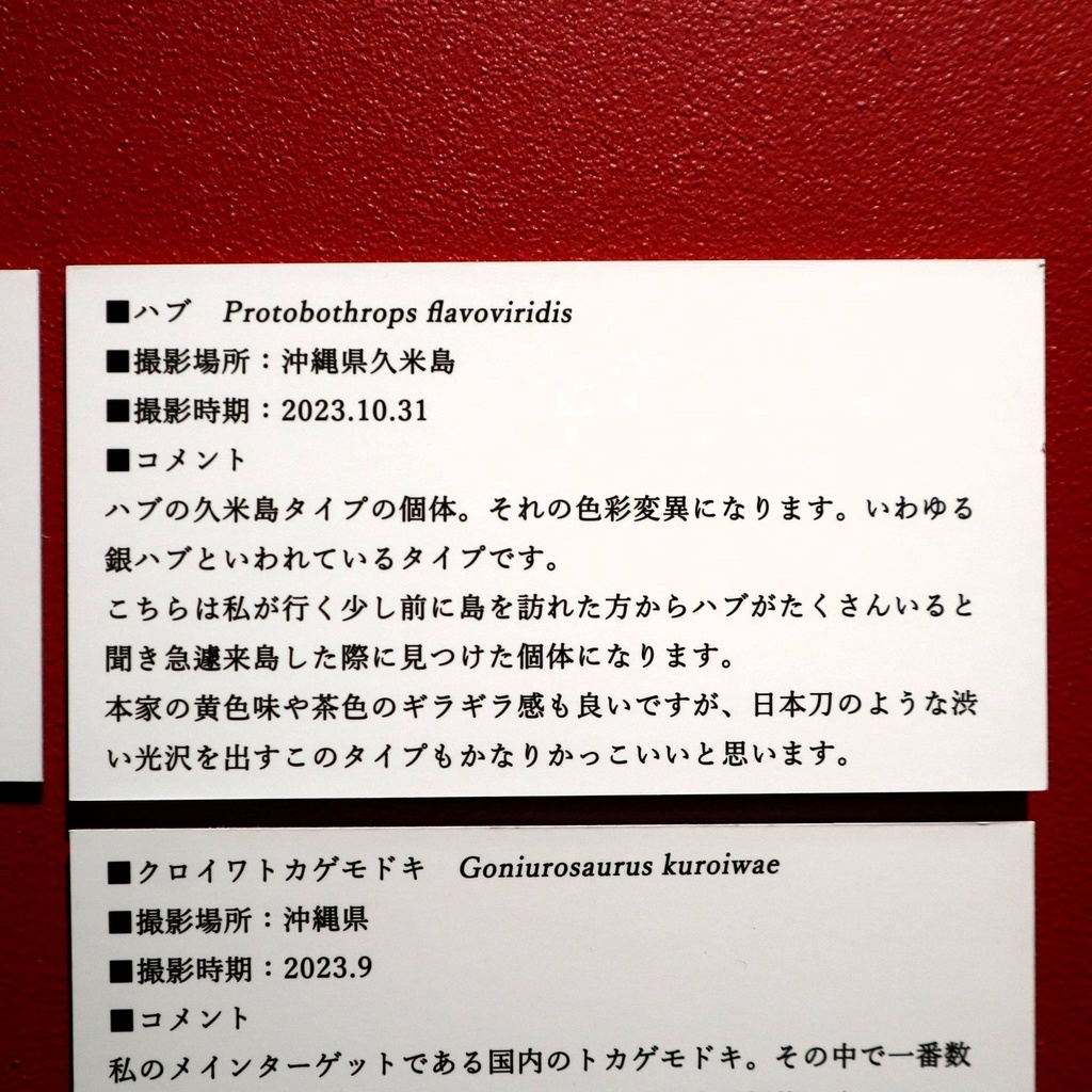 A4サイズ 爬虫類写真パネル / メカトナカイ(懸川岳大)
