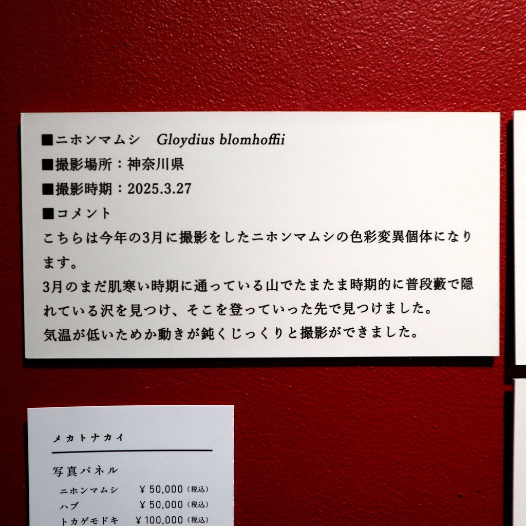 A4サイズ 爬虫類写真パネル / メカトナカイ(懸川岳大)