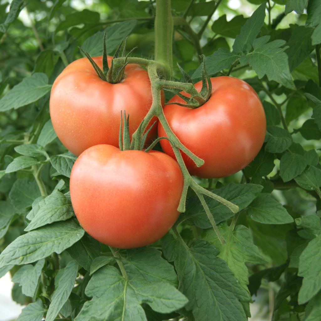 完熟トマトカレー&大玉トマト「ちっちゃな太陽」セット