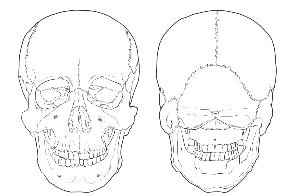 頭蓋骨　前面・後面