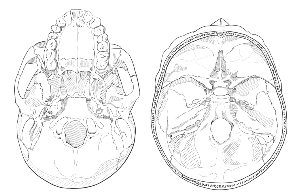 外頭蓋底　内頭蓋底