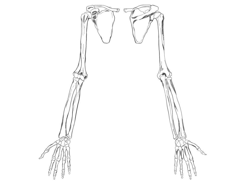上肢前面・背面(右)