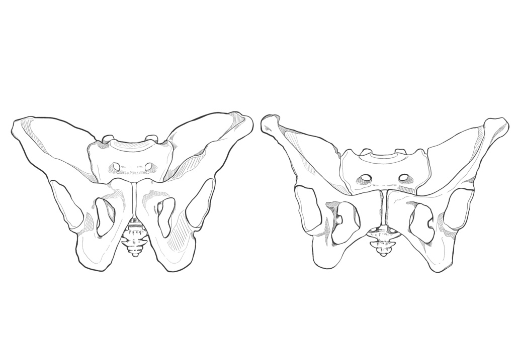 骨盤(前面・後面・上面)