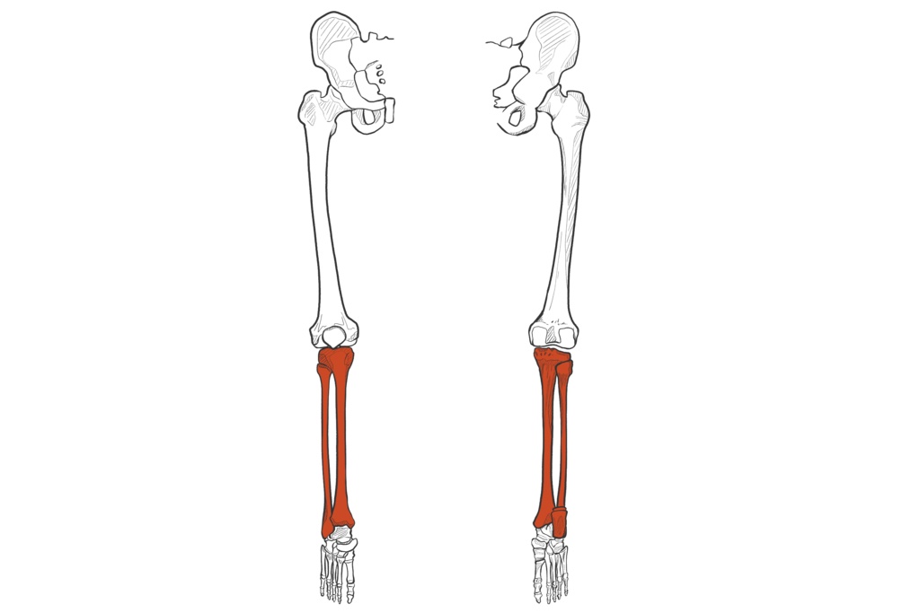 脛骨・腓骨・膝蓋骨
