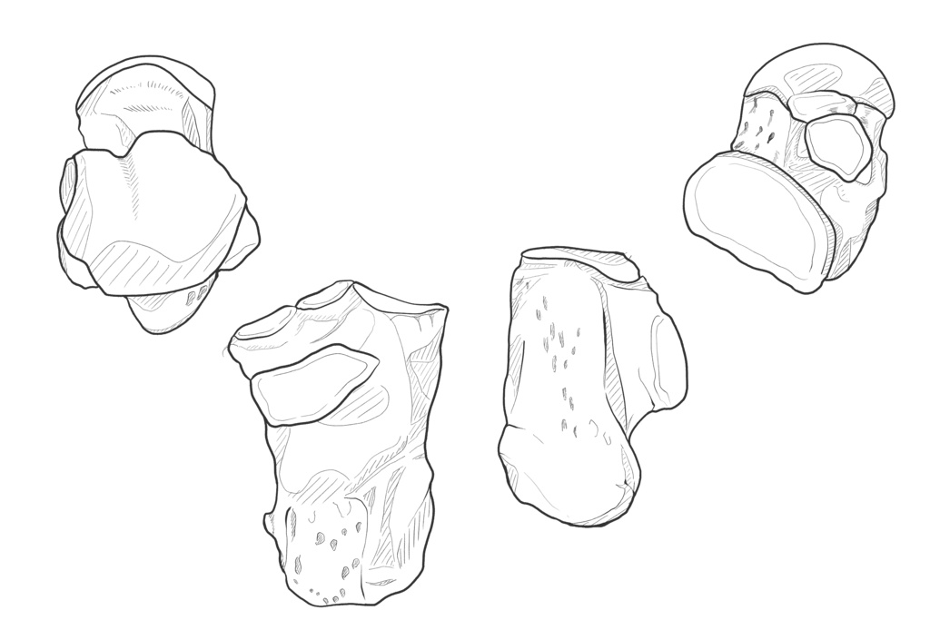 足根骨・中足骨・趾骨 踵骨・距骨