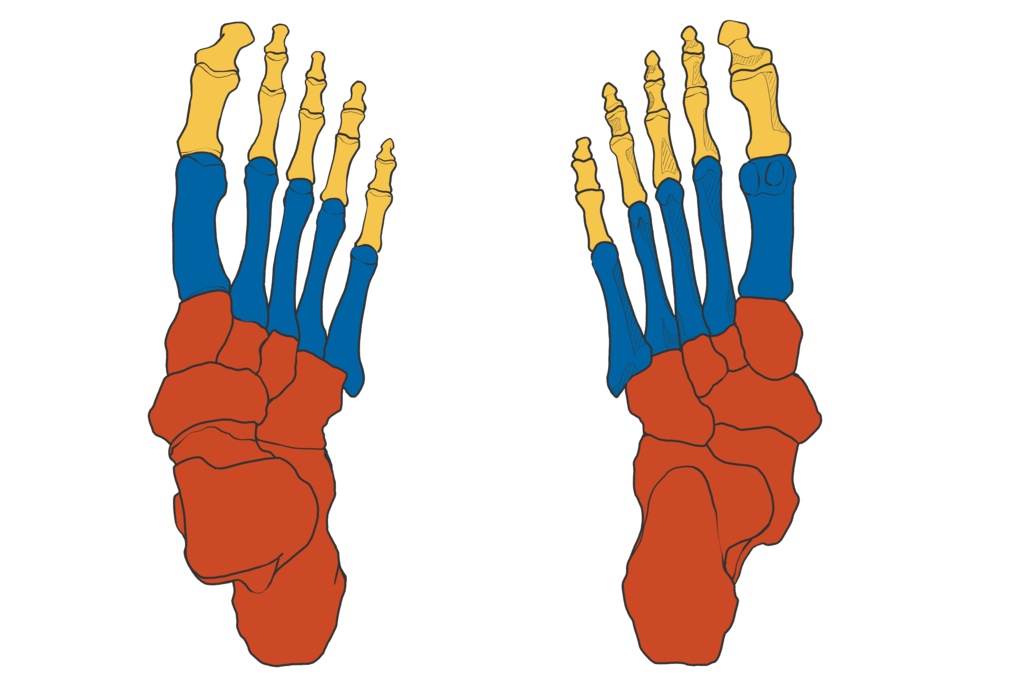 足根骨・中足骨・趾骨 踵骨・距骨