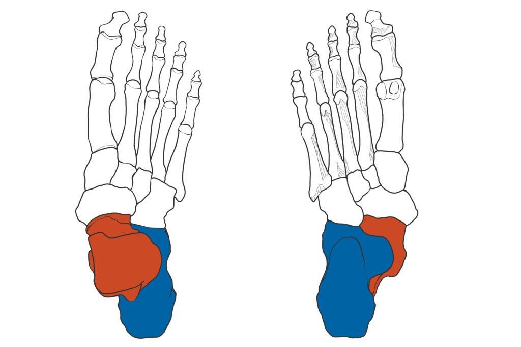 足根骨・中足骨・趾骨 踵骨・距骨