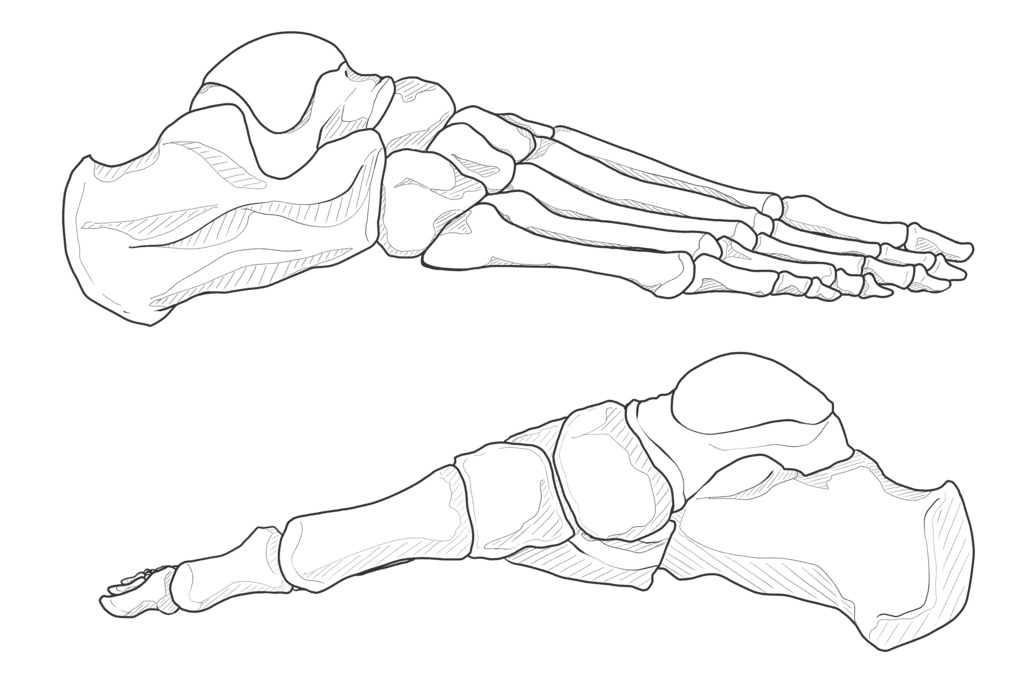 足根骨・中足骨・趾骨 踵骨・距骨