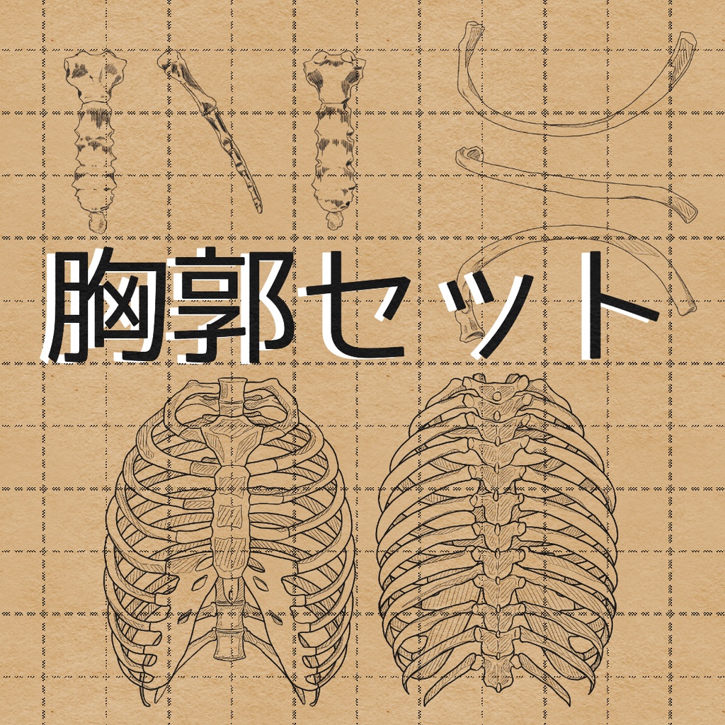 胸郭セット