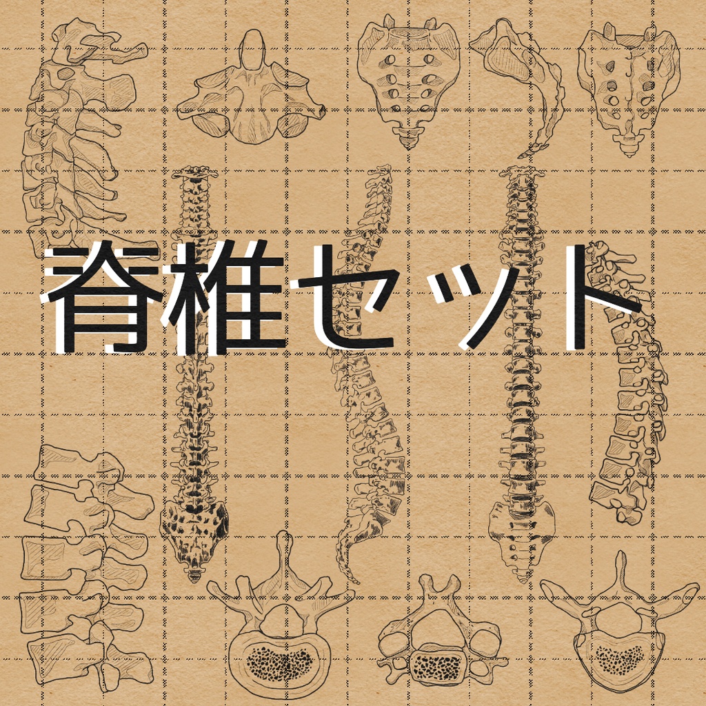 脊椎セット