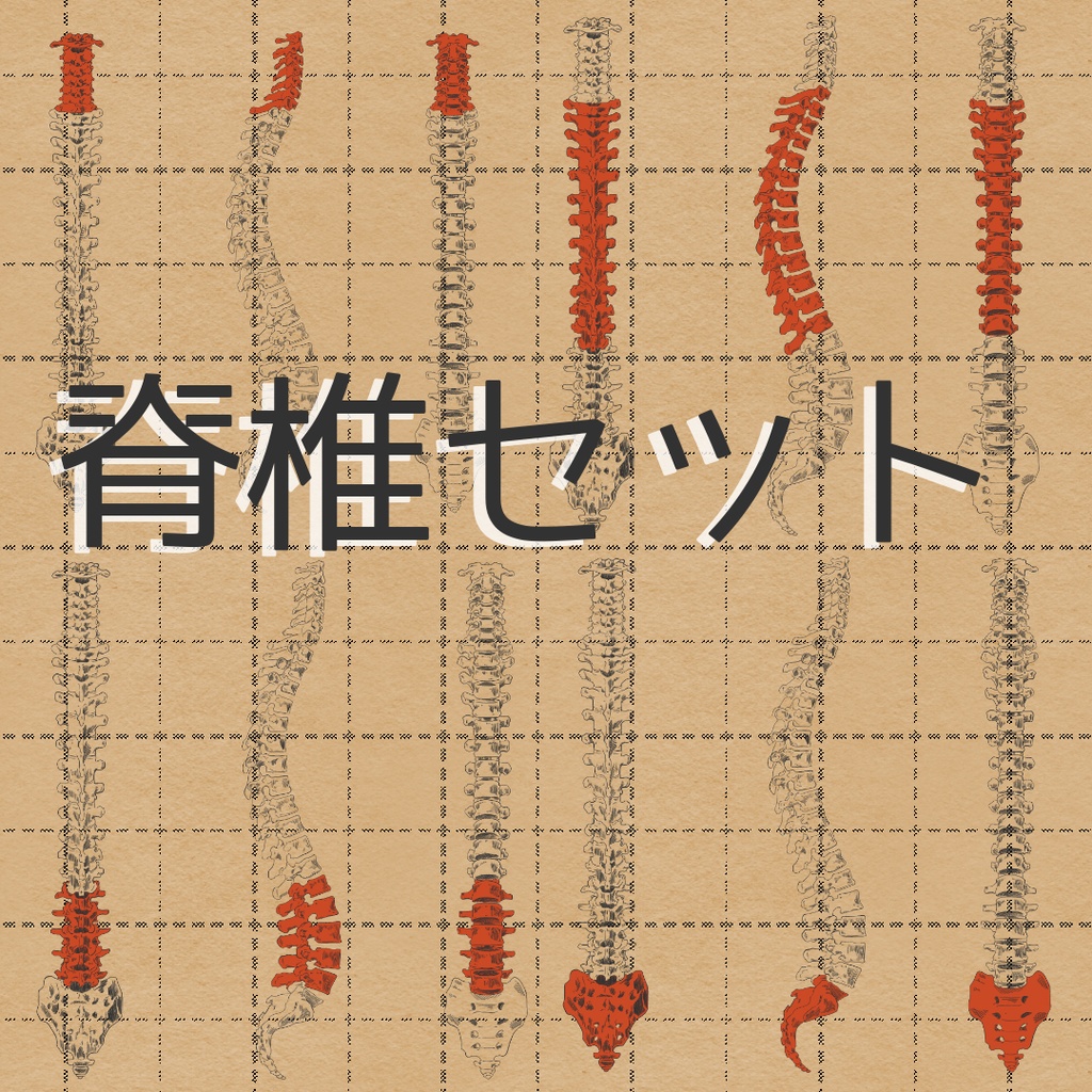 脊椎セット