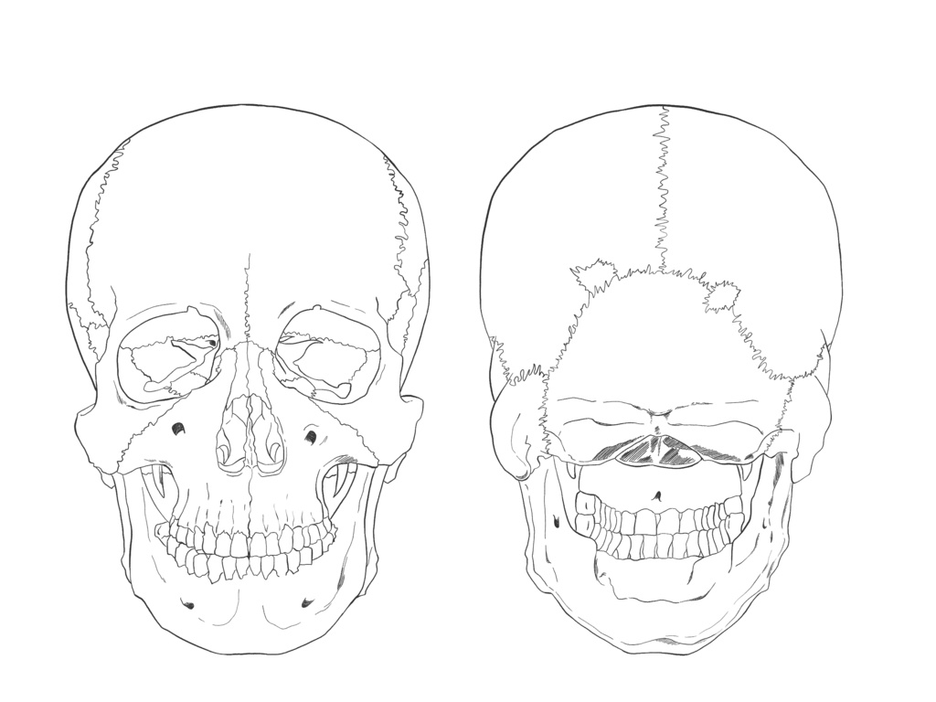 頭蓋骨　前面・後面　透過なし