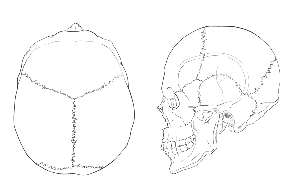 頭蓋骨　上面・左側面　透過なし